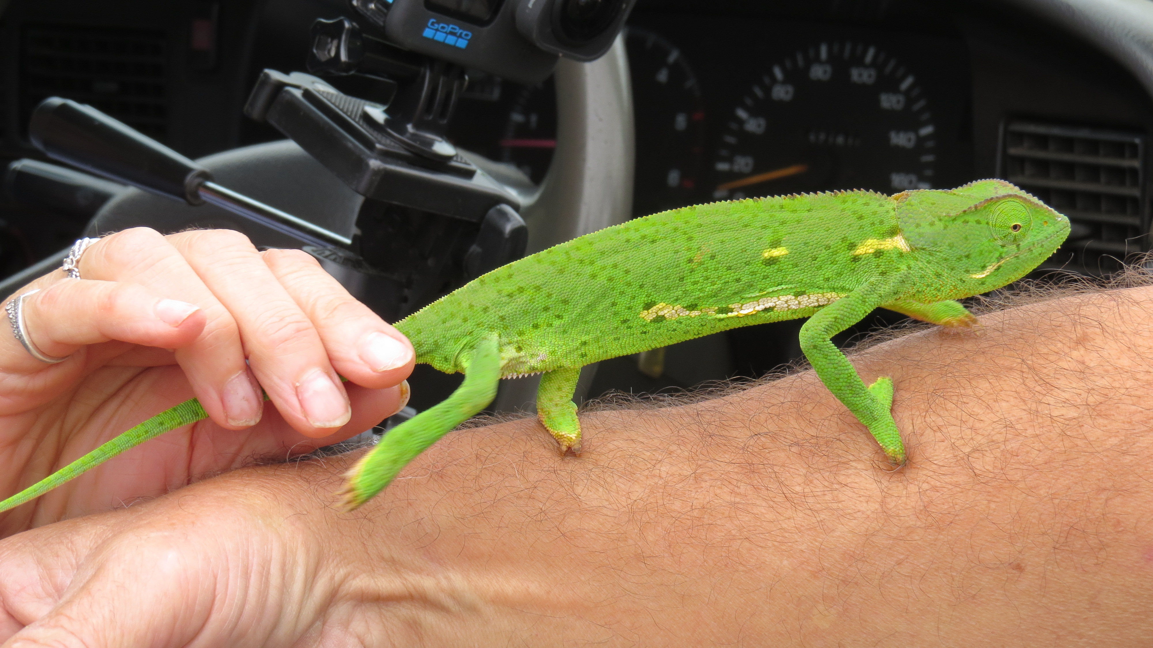 Bright green chameleon held by a traveller inside a vehicle