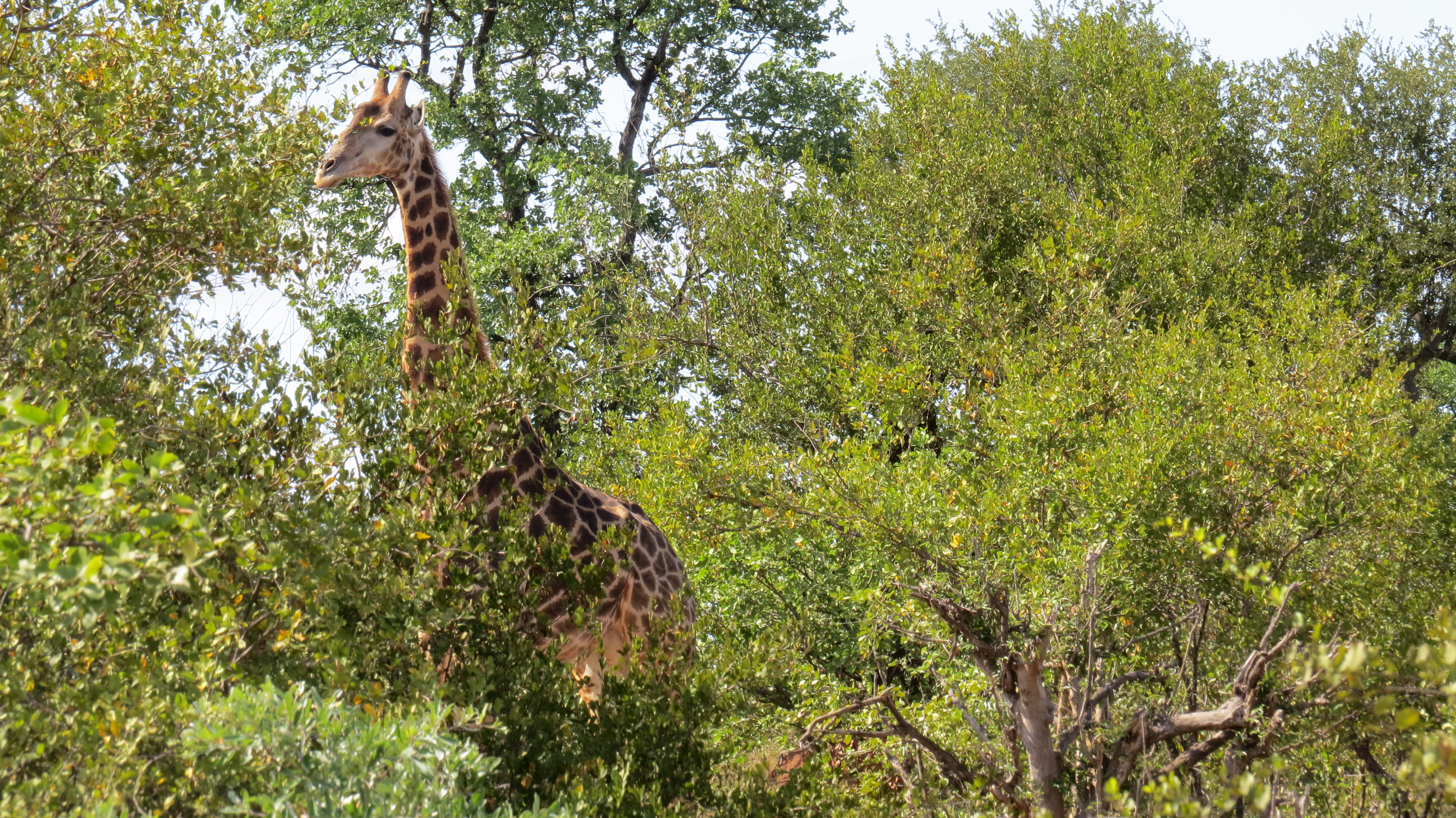 Giraffe head and neck rising above green bush in Kruger