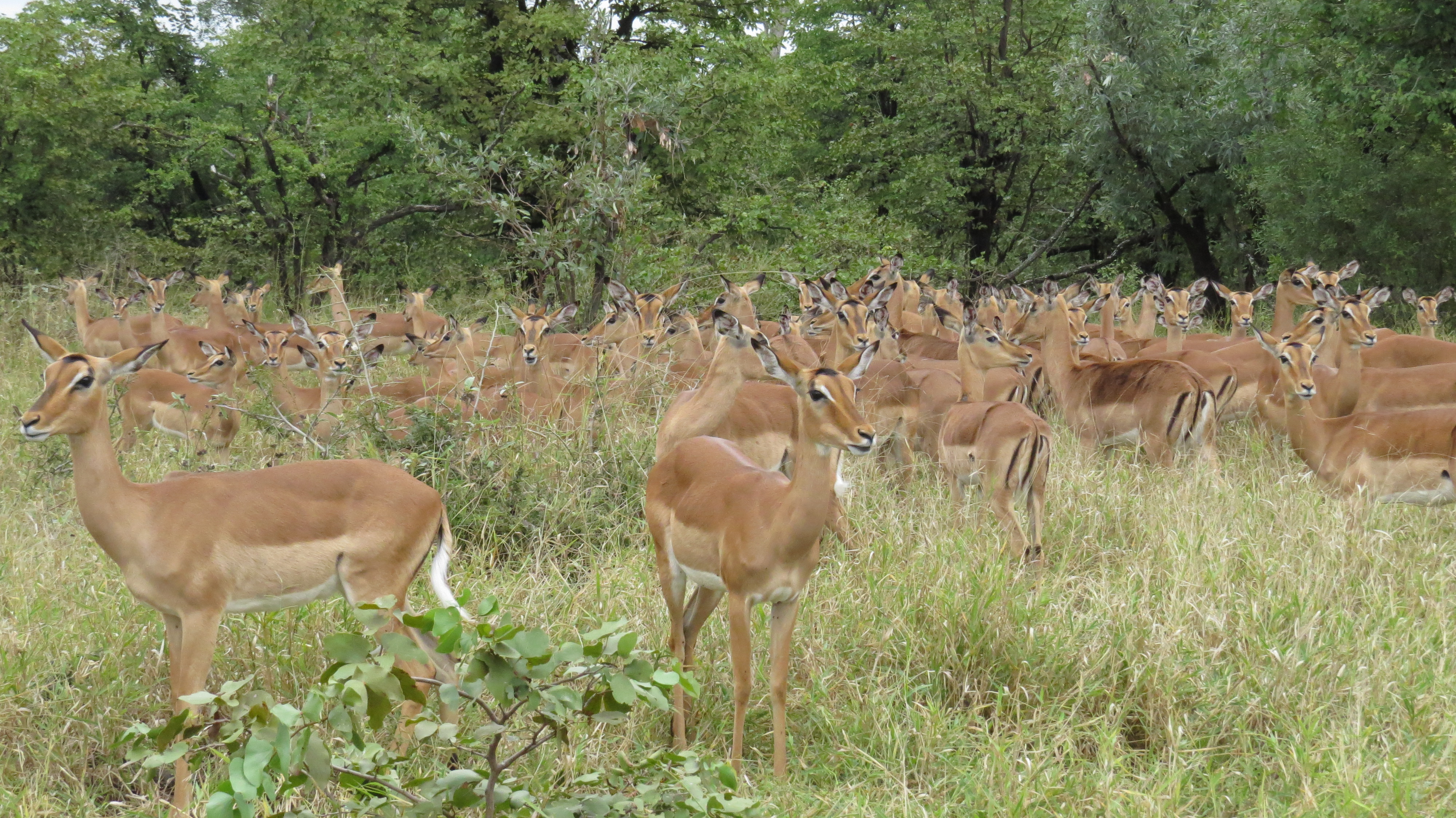 Large herd of impala in Kruger National Park bush