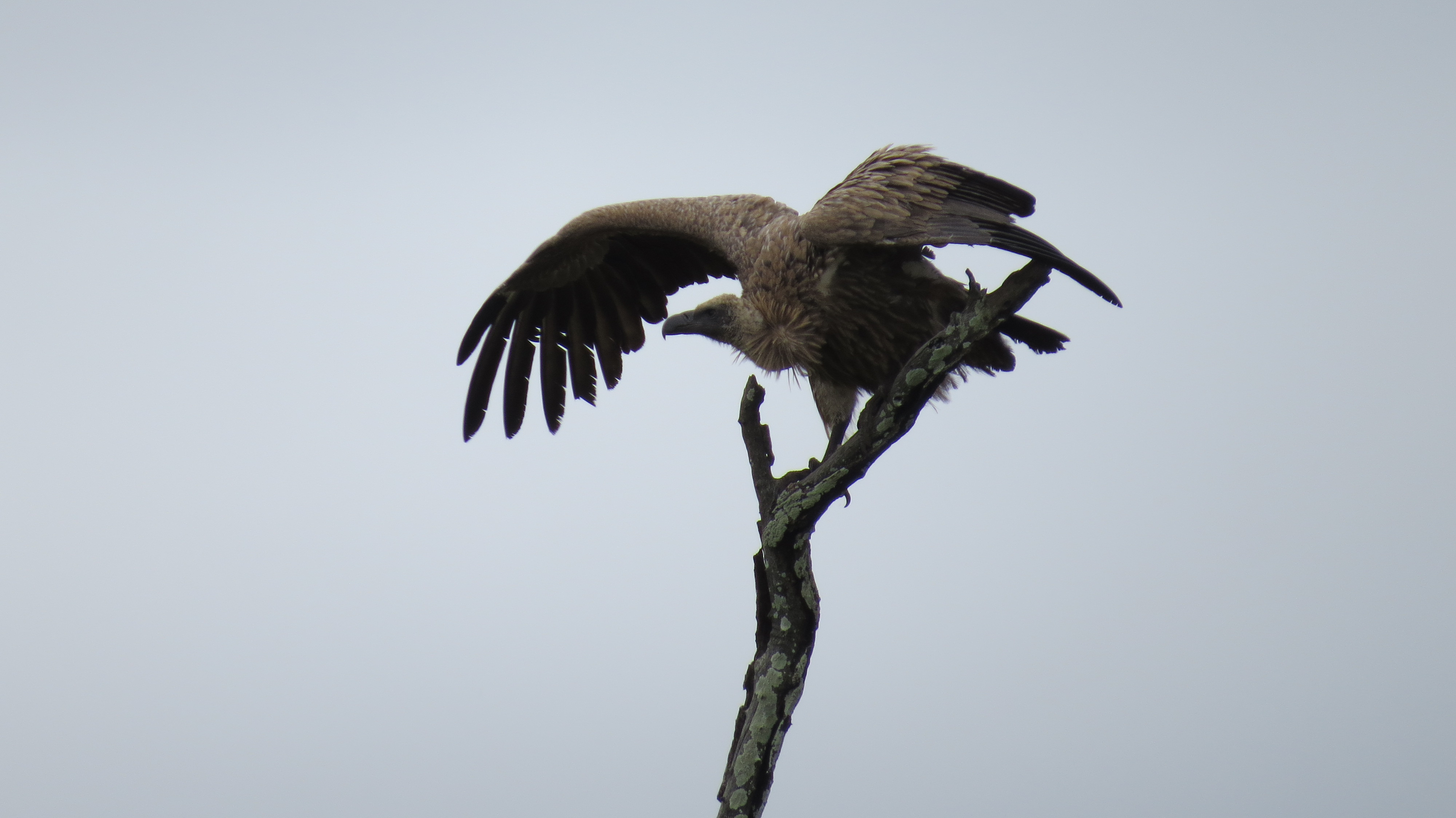 Vulture spreading wings on a dead tree against pale sky