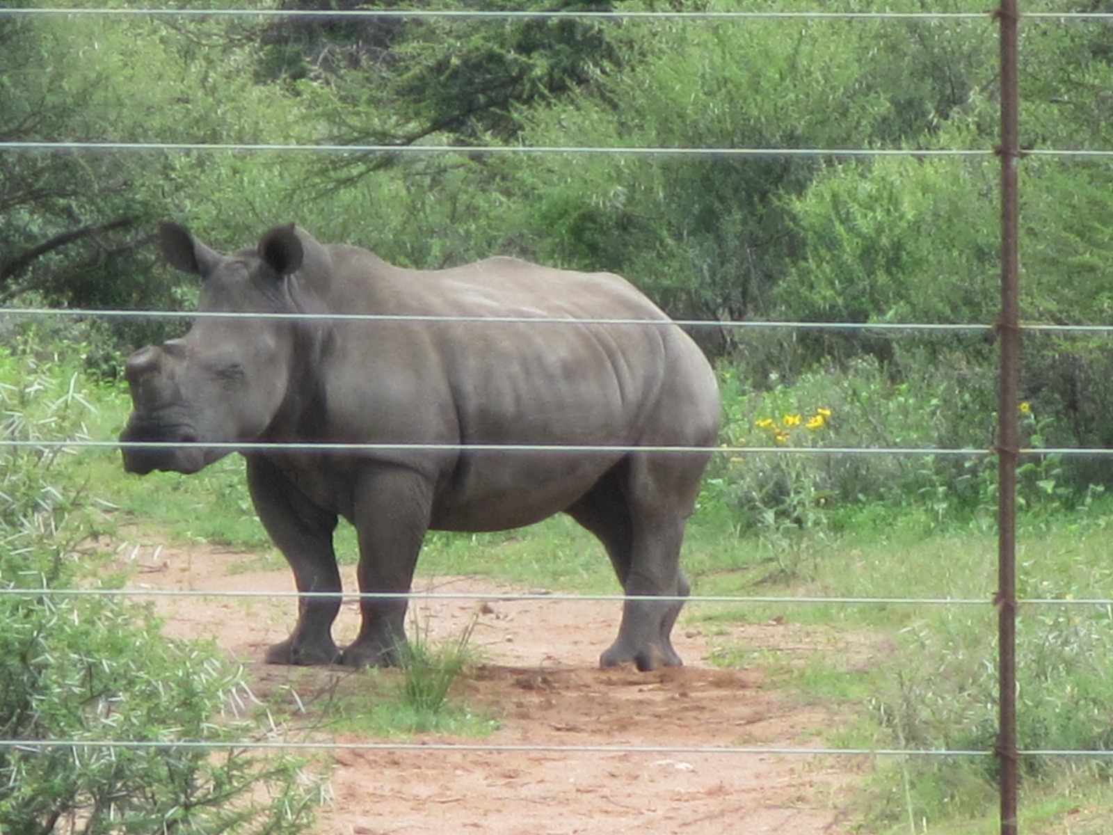 White rhino