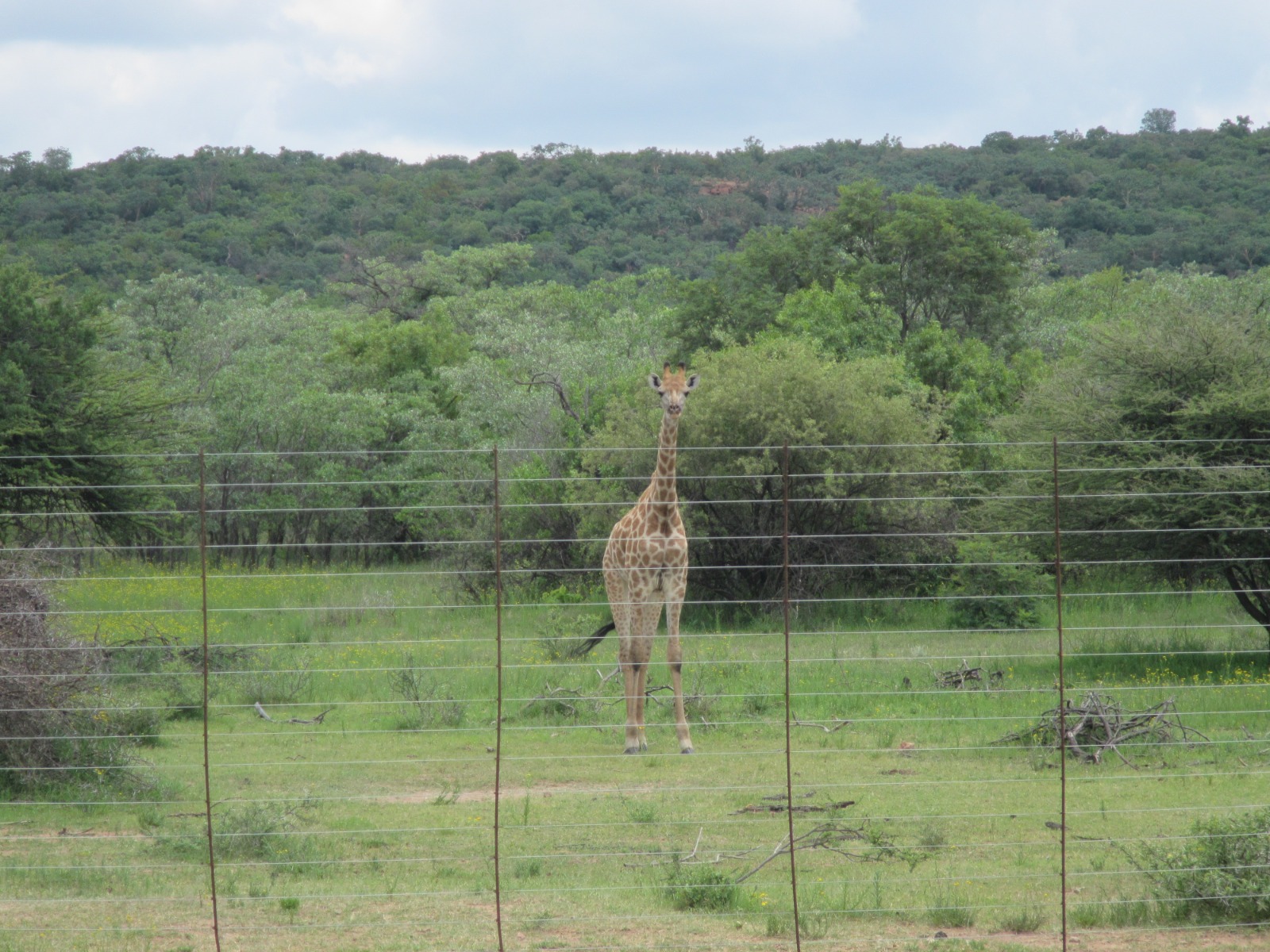Giraffe Waterberg