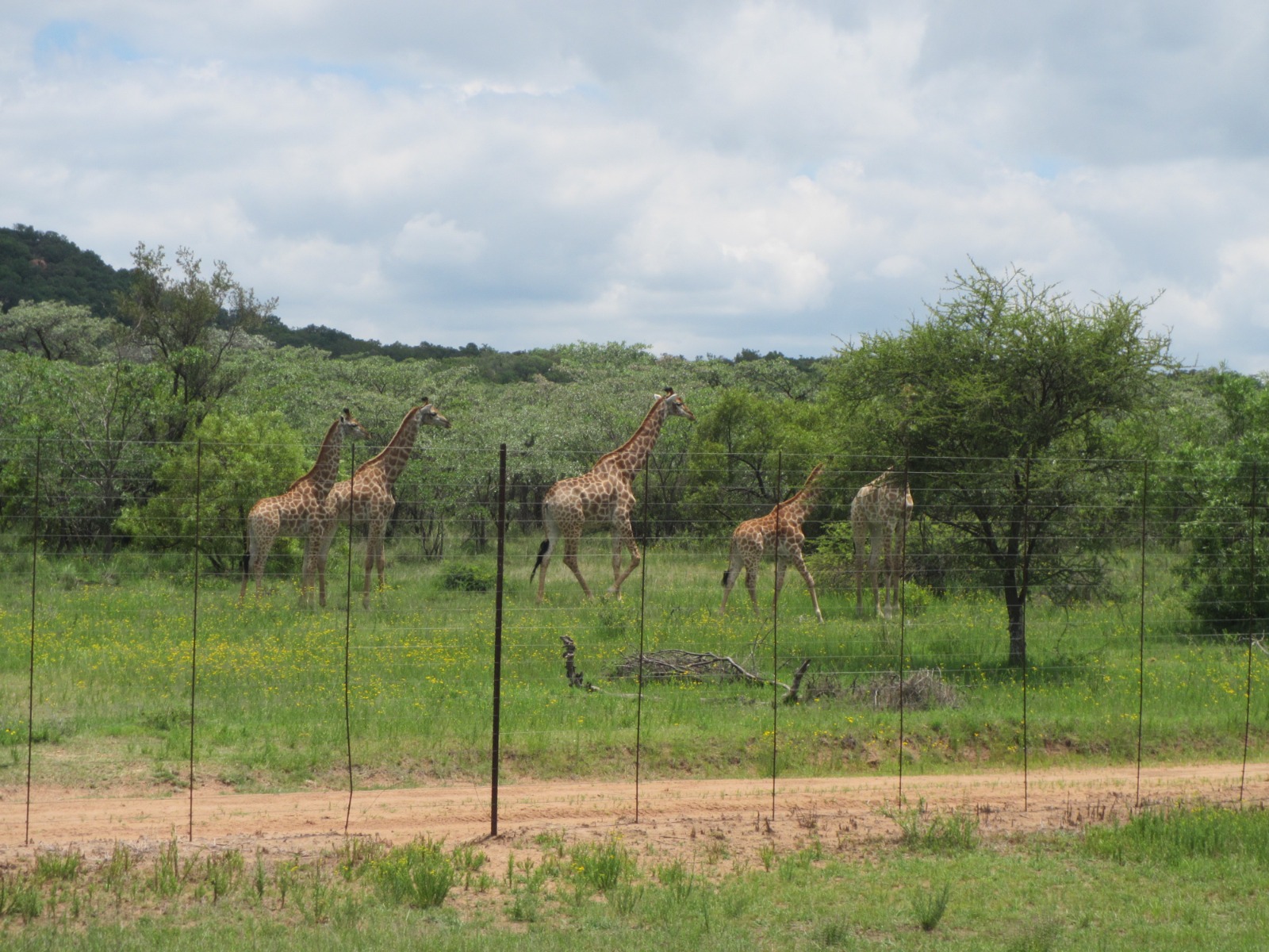 Giraffe herd