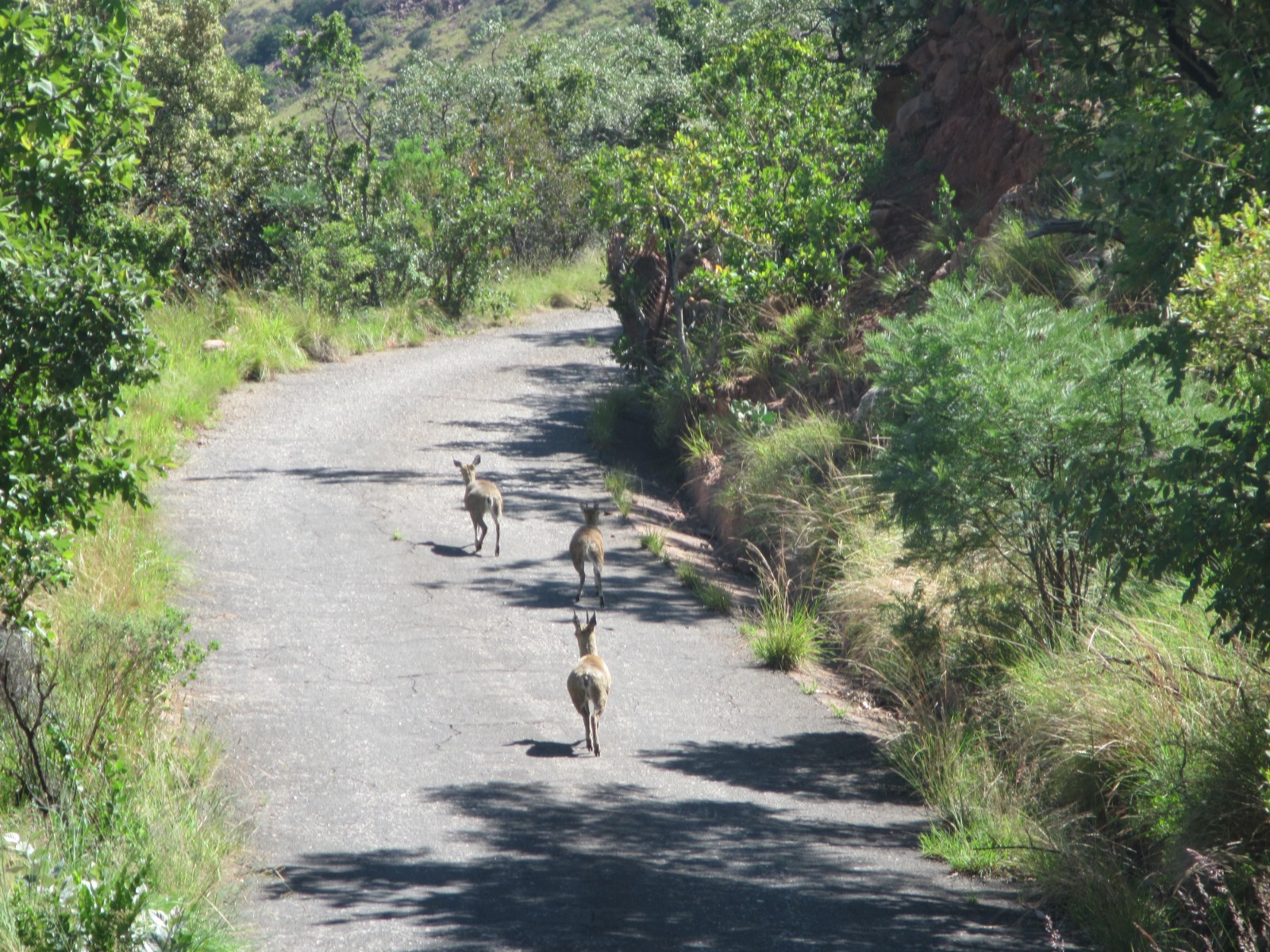 Impala crossing road