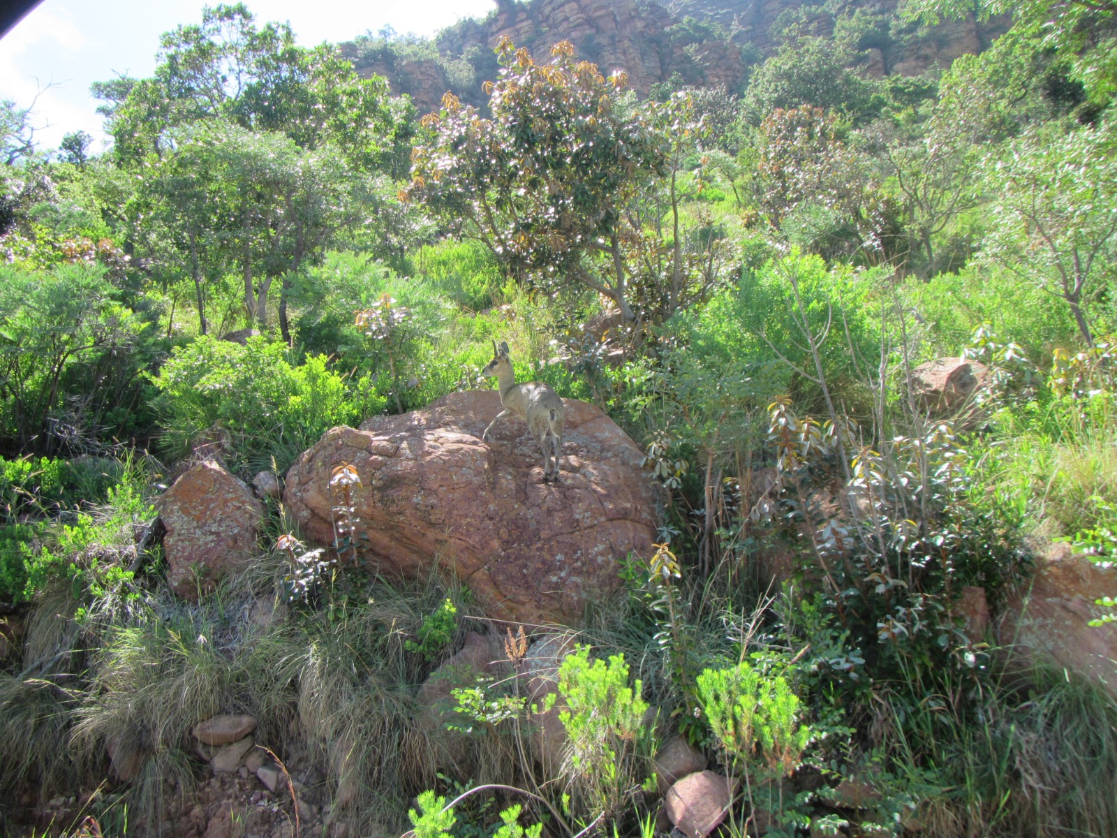Rocky terrain