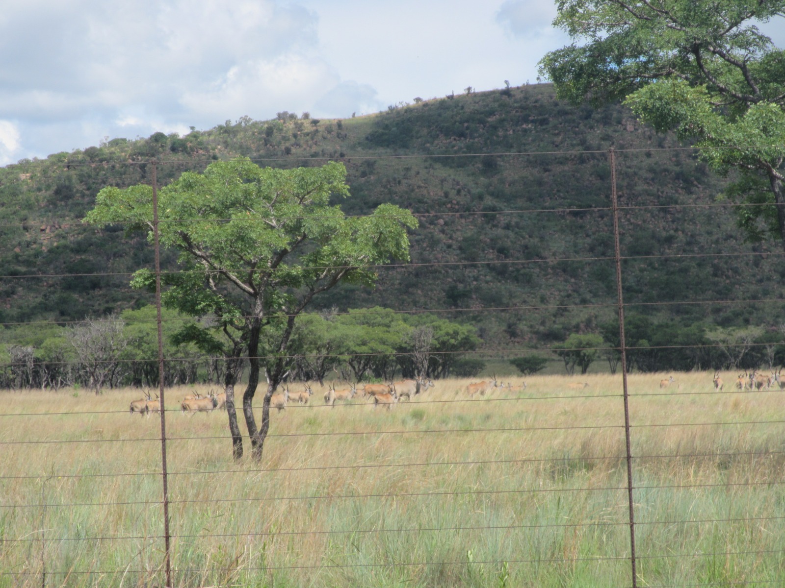 Waterberg landscape