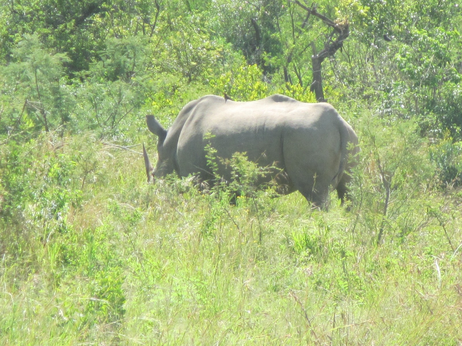 Rhino in bush