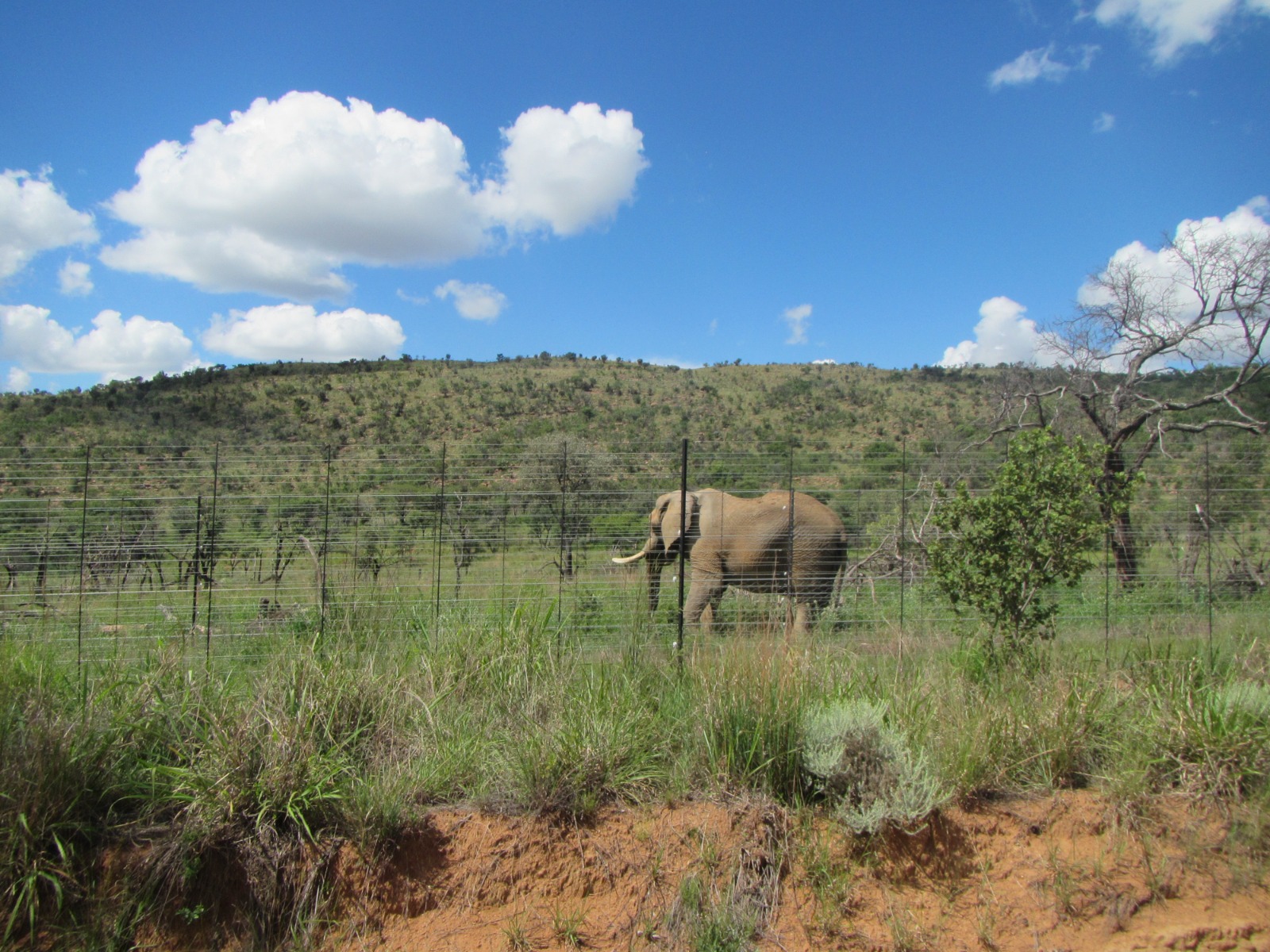 Elephant Marakele