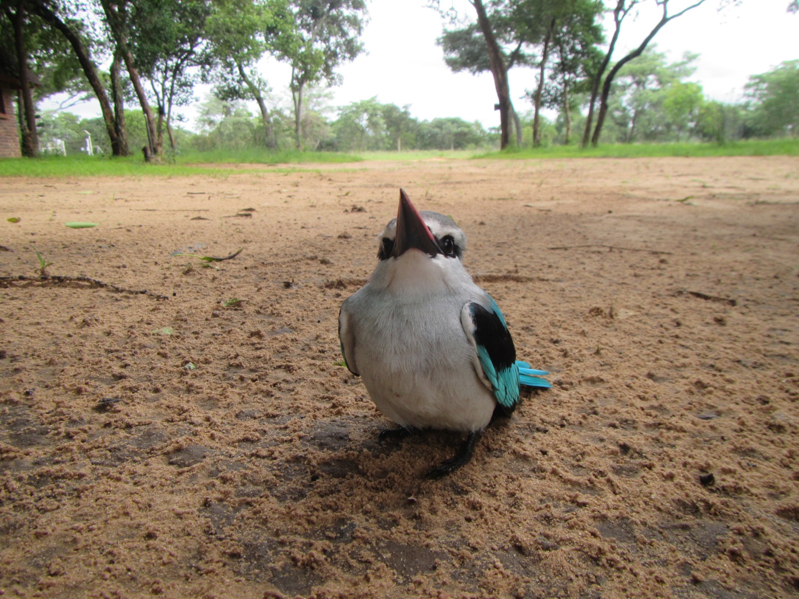 Woodland kingfisher